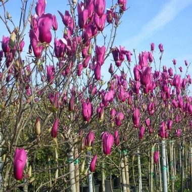 magnolialiliifloranigra1