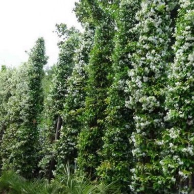 mature-jasmine-plants-3.5-metres