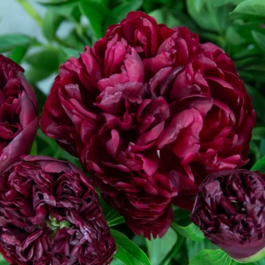 new-covent-garden-flower-market-may-2018-a-florists-guide-to-peonies-rona-wheeldon-flowerona-peter-brand-peony-at-bloomfield