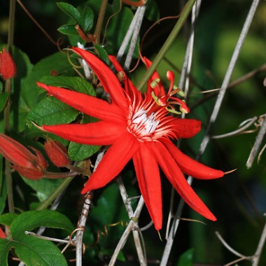 passiflora-vitifolia-1