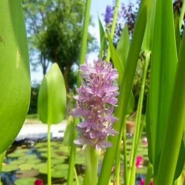 pickerel-pink-rush-or-pontederia-cordata-lavender-pink-plant