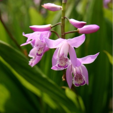 pink-garden-orchid-bletilla-striata-pink-hyacinth-orchid-easy-garden