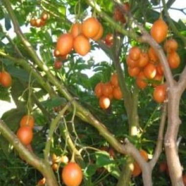 planta-de-tomate-de-arbol-solanum-betaceum-d_nq_np_234321-mlu20754508797_062016-o