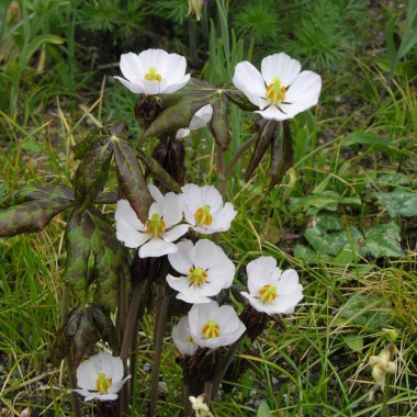 podophyllum-emodi-flowers-2007-19