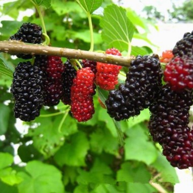 promotion-100-seeds-blackberry-seeds-mulberry-mulberry-seeds-grow-fruit-trees-sangsang-seed-germination-rate-90