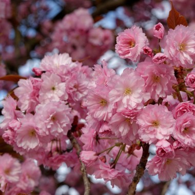 prunus-kanzan-flowering-cherry-flowering-scaled