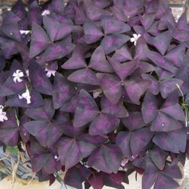 purple-shamrock