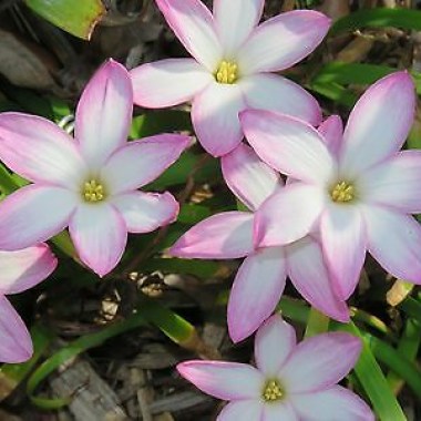 rain-lily-zephyranthes-labufarosea-aperitif-2-bulbs-new-_1