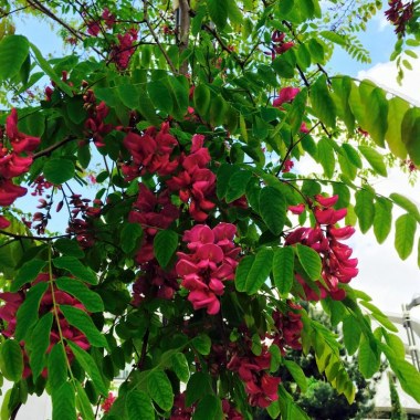 red_flowers_robinia_pseudoacacia_-_casque_rouge