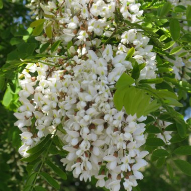 robinia-pseudoacacia-flowers-white