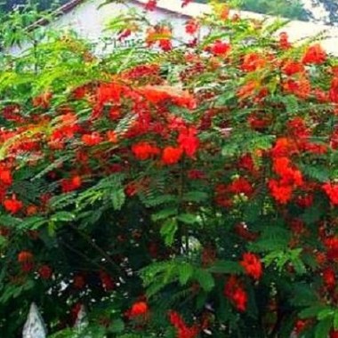 scarlet-wisteria-sesbania-punicea-10-seeds-small-showy-tree-vivid-red-blooms-feathery-foliage-container-plant