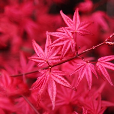 top-japanese-maple-trees