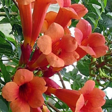 trumpet-vine-plant-how-to-grow-red-trumpet-vine-creepers-381x423