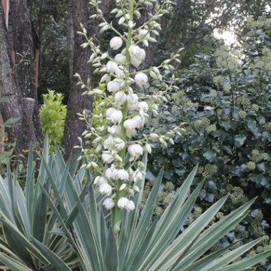 yucca-gloriosa-variegata.i-2104.s-64077.r-1_400x.progressive