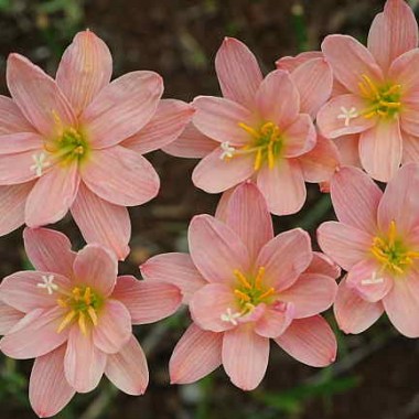 zephyranthes-stripey-pink-double_fm