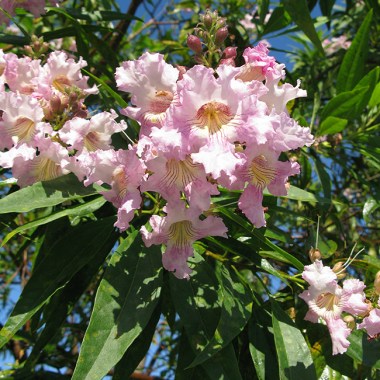×-chitalpa-tashkentensis-pink-dawn-flowers