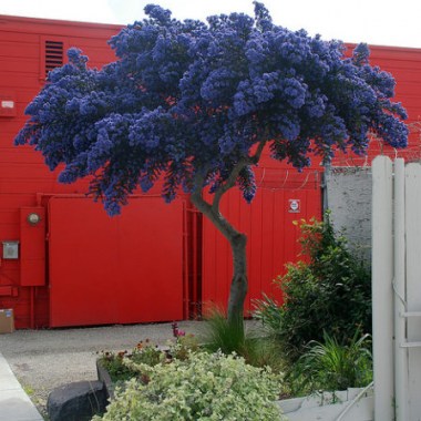 ceanothus-dark-star-peteeastbaywilds-com-449x48073