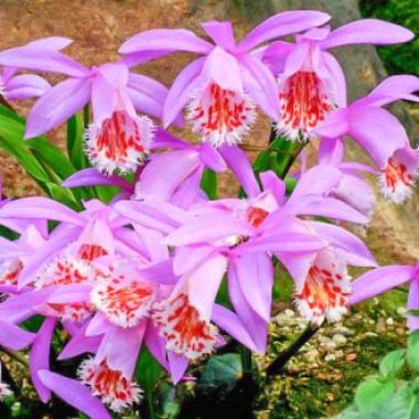 komnatnaya-orhideya-formozana