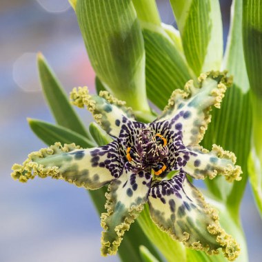 Цветок Феррария – морская лилия