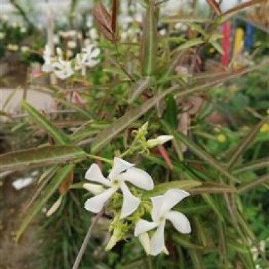 15594_phmacro