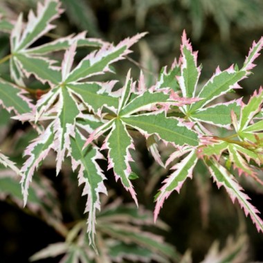 800px-acer_palmatum_butterfly_leaves_photo_file_538kb