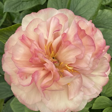 aphrodisia