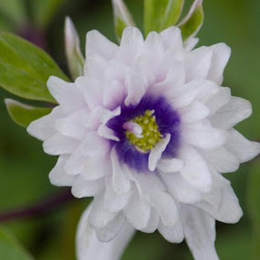 blue_eyes