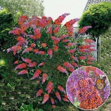 buddleia-flower-power-butterfly-bush-vibrant-colours-plant-p774-8735_zoom