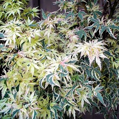 butterfly-japanese-maple-3
