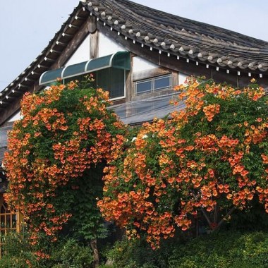campsis-hanok-flowers-traditional-building_1400x