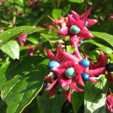clerodendrum-trichotomum3