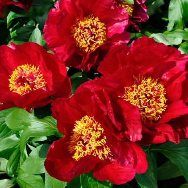 content_peony-red-red-rose3