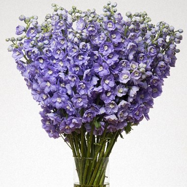 delphinium-elatum_magic-fountains-lavender_lavender-white-bee_02