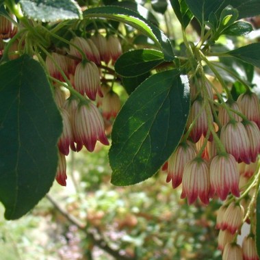 enkianthus-campanulatus-flower