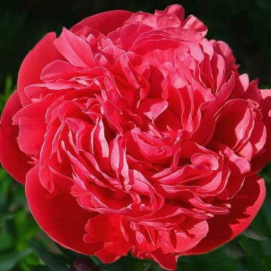 glowing_raspberry_rose-1603-b