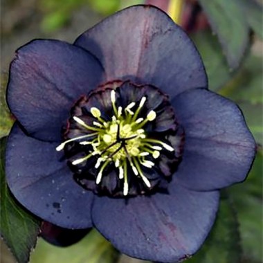helleborus_anemone_black1