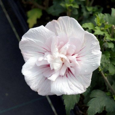 hibiscus-syriacus-china-chiffon-2_720x600