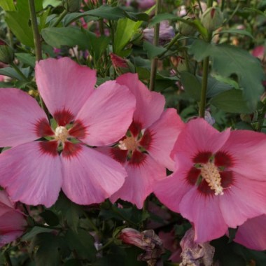hibiscus-syriacus-woodbridge-4_720x600