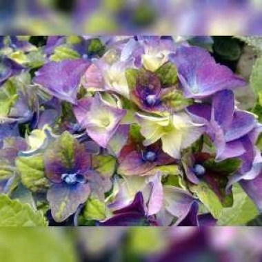 hydrangea-macrophylla-royalty-lady-mata-hari-blue-02