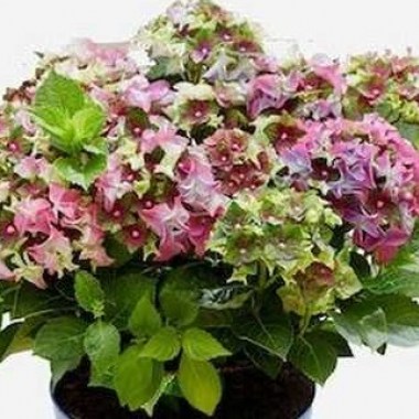 hydrangea-macrophylla-royalty-lady-mata-hari-pink-01