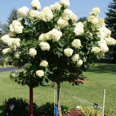 hydrangea-tree-2013-in-western-new-york-courtesy-nancy