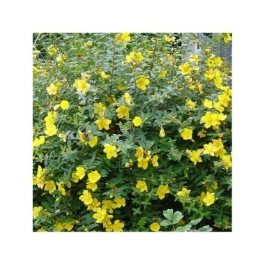 hypericum-hidcote-semi-evergreen-shrub-p346-27624_medium