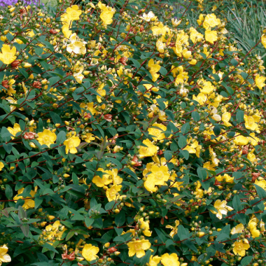 hypericum-hidcote-semi-evergreen-shrub-p346-35485_medium