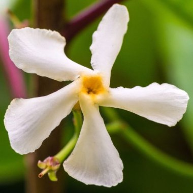 jasmin-etoile-trachelospermum-jasminoides-waterwheel-copyright-1011091-2