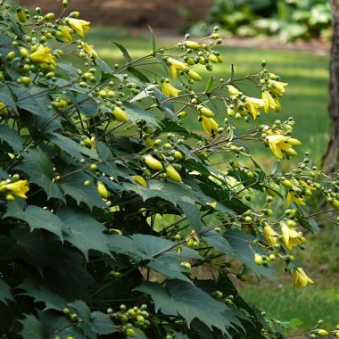kirengeshoma-palmata-kirengeshoma-dlanevidnaya.11