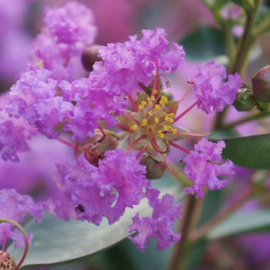 lagerstroemia_indica_with_love_eternal_0015003_3__37175