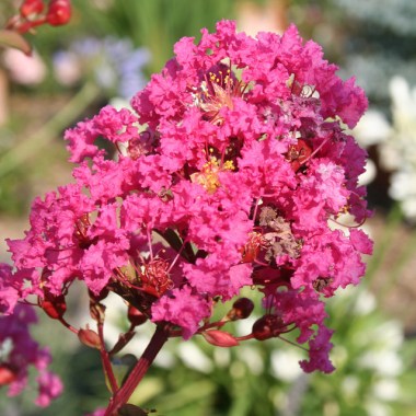 lagerstroemia_indica_with_love_kiss_0015004_4__77564