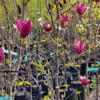 magnolia-old-port-55lt-oct-2019.jpg