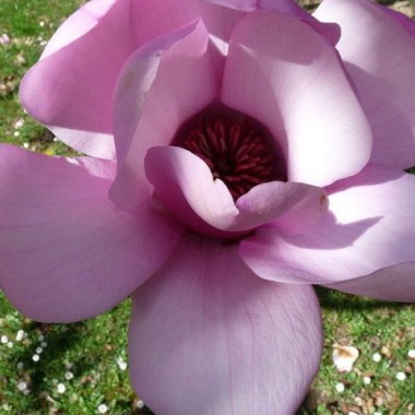 magnolia-serene-jury-hybrid-1200x675
