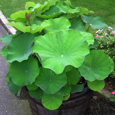 momobbotanp1010229